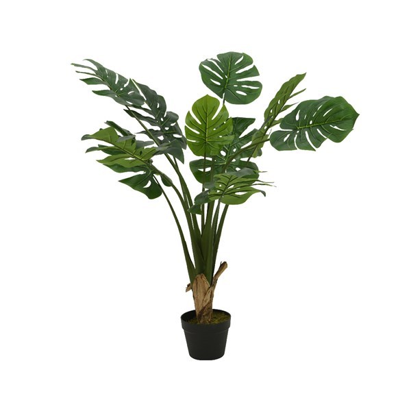  Διακοσμητικό φυτό monstera(φιλόδεντρο)  σε γλάστρα πλαστικό φ60 x 1.10μ.  από την εταιρία Epilegin. 