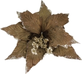  Χριστουγεννιάτικο λουλούδι αλεξανδρινό Dark Brown 20cm 