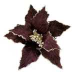 Χριστουγεννιάτικο λουλούδι αλεξανδρινό Dawn Purple 20cm 