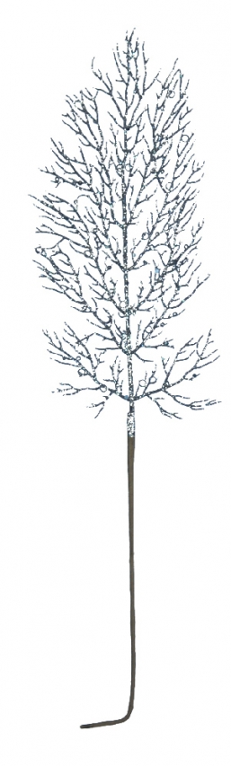   night blue 57     Epilegin.