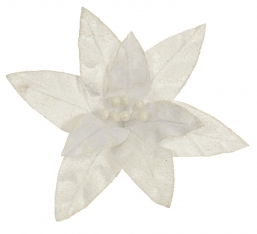    Winter White 30cm    Epilegin.