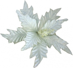    Winter White 20cm    Epilegin.