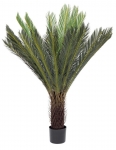  ������� ���� "Cycas"  120�� 
