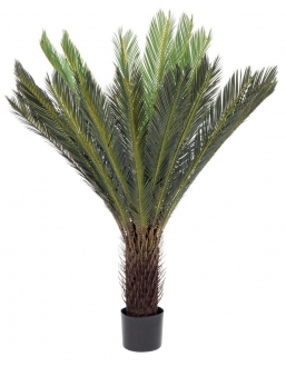 ������� ���� Cycas  120�� ��� ��� ������� Epilegin.