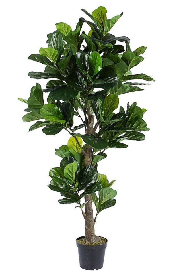  ������� ���� "Ficus" 190cm ��� ��� ������� Epilegin. 