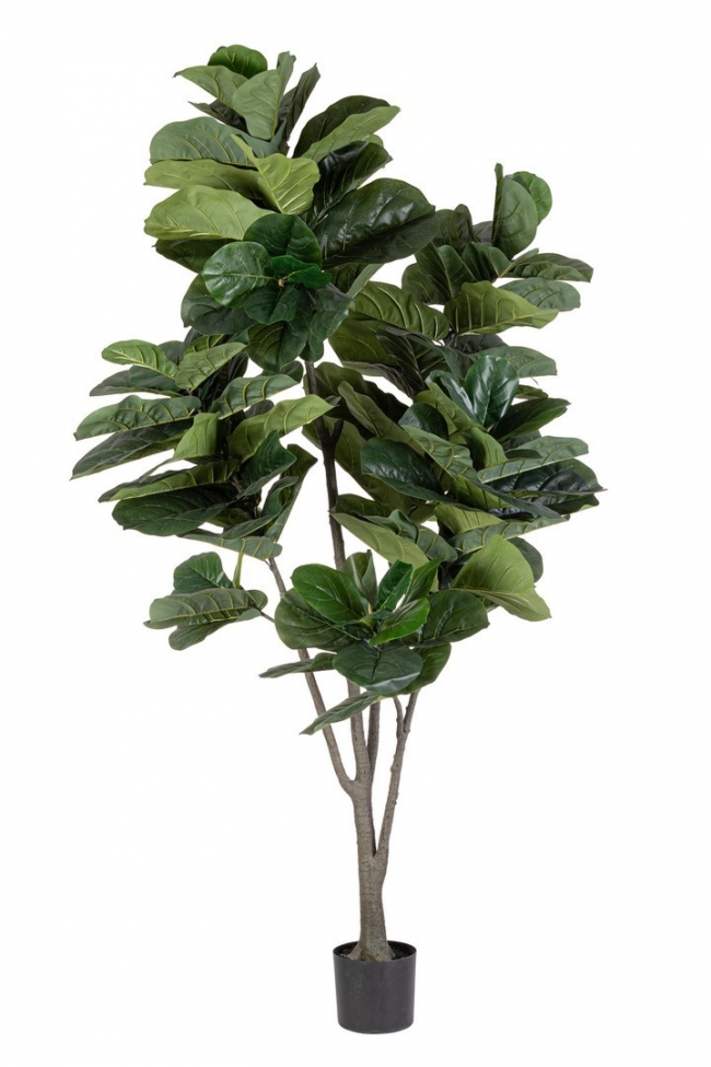  ������� ���� "Ficus" �120x230cm ��� ��� ������� Epilegin. 