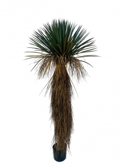 ������� ���� Yucca 70x70x180cm ��� ��� ������� Epilegin.