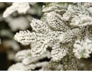    " " Snow Slim Plastic 3.60m 
