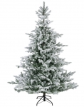  Χριστουγεννιάτικο δέντρο Χιονισμένο Grandis Fir Snowy 2.10m 