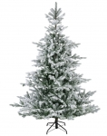     Grandis Fir Snowy 2.10m 