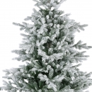     Grandis Fir Snowy 2.10m 