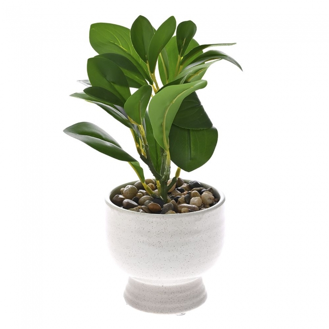  Διακοσμητικό φυτό πρασινάδα σε κεραμική γλάστρα 24εκ από την εταιρία Epilegin. 