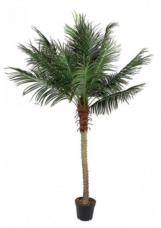  Palma Plant 18Leaves W-Vase H210    Epilegin. 