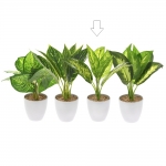  Φυτο Πρασιναδα Σε Λευκο Πλαστικο Γλαστρακι 28 Εκ. 4 Σχεδια 