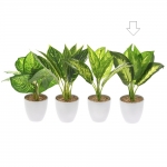  Φυτο Πρασιναδα Σε Λευκο Πλαστικο Γλαστρακι 28 Εκ. 4 Σχεδια 