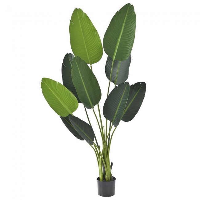  Φυτο Ραβεναλα Με 10 Φυλλα 150Εκ. Σε Πλαστικη Γλαστρα 15Χ13Εκ από την εταιρία Epilegin. 