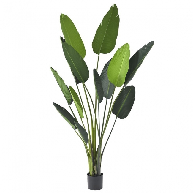  Φυτο Ραβεναλα Με 13 Φυλλα 185Εκ. Σε Πλαστικη Γλαστρα 17Χ15Εκ από την εταιρία Epilegin. 