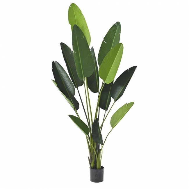  Φυτο Ραβεναλα Με 13 Φυλλα 235Εκ. Σε Πλαστικη Γλαστρα 20Χ18Εκ από την εταιρία Epilegin. 