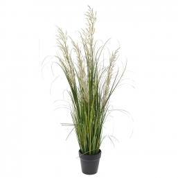 Φυτο Pampas Grass 100Εκ Σε Πλαστικη Γλαστρα 14Χ13Εκ από την εταιρία Epilegin.  Φυτο Pampas Grass 100Εκ Σε Πλαστικη Γλαστρα 14Χ13Εκ από την εταιρία Epilegin.