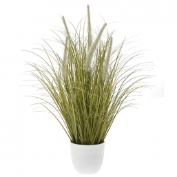 Φυτο Pampas Grass 53Εκ Σε Πλαστικη Γλαστρα 11Χ10Εκ από την εταιρία Epilegin.  Φυτο Pampas Grass 53Εκ Σε Πλαστικη Γλαστρα 11Χ10Εκ από την εταιρία Epilegin.