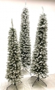    Slim Snowy Pencil Pine 1.95m 
