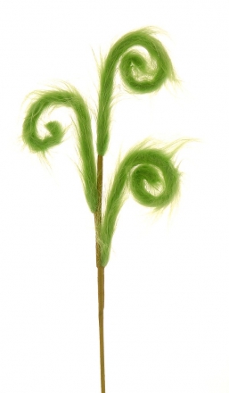    Curly  72    Epilegin.