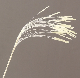    light green 60    Epilegin.