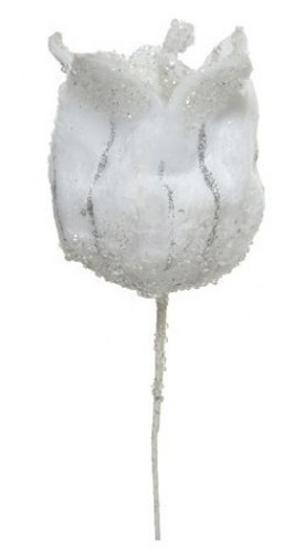    Winter White 50cm    Epilegin.