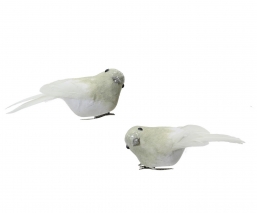 ����������������� ��� 2��� ������� �� ���� Snow Bird ����� 3.5x.10x3.5�� ��� ��� ������� Epilegin.