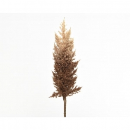    pampas Camel Brown 90cm    Epilegin.