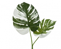 Διακοσμητικό τεχνητό κλαδί Monstera 35x85cm από την εταιρία Epilegin. Διακοσμητικό τεχνητό κλαδί Monstera 35x85cm από την εταιρία Epilegin.