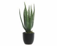     "Aloe" 25x35cm 