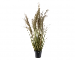 ������������ ������� ���� Grass Plume 40x40x115cm ��� ��� ������� Epilegin.