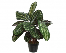 Διακοσμητικό τεχνητό Φυτό Calathea 61x69cm από την εταιρία Epilegin. Διακοσμητικό τεχνητό Φυτό Calathea 61x69cm από την εταιρία Epilegin.