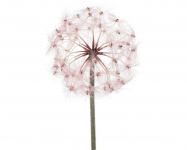  Χριστουγεννιάτικο διακοσμητικό λουλούδι "Νούφαρο" Blush Pink 90cm 