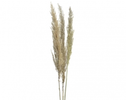 Διακοσμητικό τεχνητό λουλούδι Pampas Cream 12x115cm  από την εταιρία Epilegin. Διακοσμητικό τεχνητό λουλούδι Pampas Cream 12x115cm  από την εταιρία Epilegin.