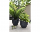  ������������ ������� ���� "Cycas" �80x60cm 