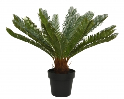 ������������ ������� ���� Cycas �80x60cm ��� ��� ������� Epilegin.