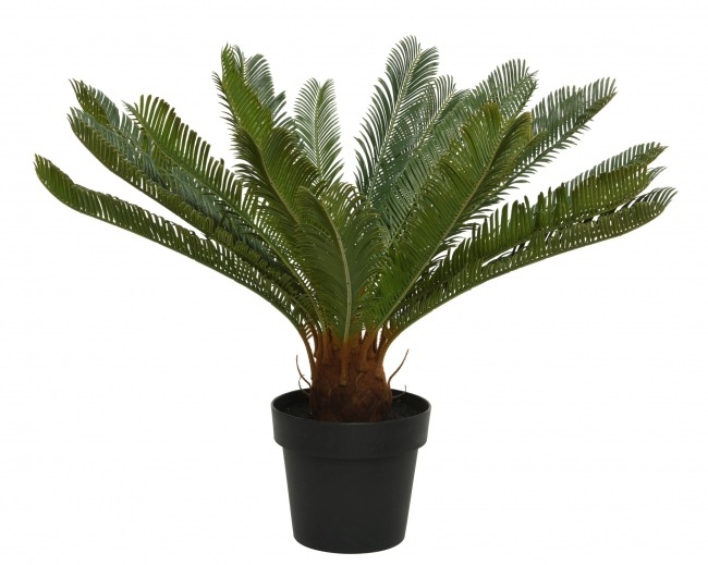  ������������ ������� ���� "Cycas" �80x60cm ��� ��� ������� Epilegin. 