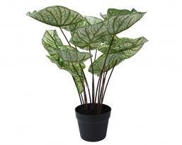 Διακοσμητικό τεχνητό Φυτό Caladium 50x50cm από την εταιρία Epilegin. Διακοσμητικό τεχνητό Φυτό Caladium 50x50cm από την εταιρία Epilegin.