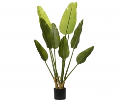 ������������ ������� ���� Strelitzia �40x120cm ��� ��� ������� Epilegin.
