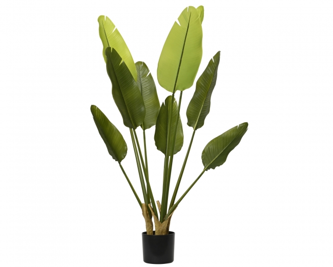  ������������ ������� ���� "Strelitzia" �40x120cm ��� ��� ������� Epilegin. 