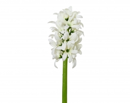 ������������ ������� �������� �������� ����� �7x22cm ��� ��� ������� Epilegin.