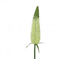 Διακοσμητικό κλαδί 79εκ light green                                         από την εταιρία Epilegin. Διακοσμητικό κλαδί 79εκ light green                                         από την εταιρία Epilegin.