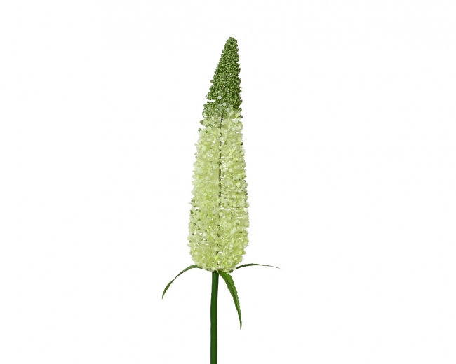    79 light green                                            Epilegin. 