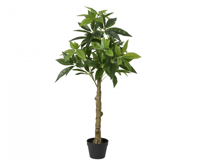  ������������ ������� ���� "Pachira" 80x80x120cm ��� ��� ������� Epilegin. 