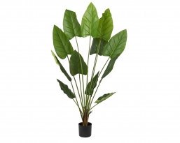 ������������ ������� ���� Strelitzia 90x90x180cm ��� ��� ������� Epilegin.