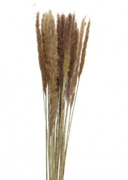 Διακοσμητικό τεχνητό κλαδί  Grass on Stem Feather 85cm από την εταιρία Epilegin. Διακοσμητικό τεχνητό κλαδί  Grass on Stem Feather 85cm από την εταιρία Epilegin.
