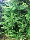  Χριστουγεννιάτικο δέντρο Plastic Mix Omorika 3.45m 